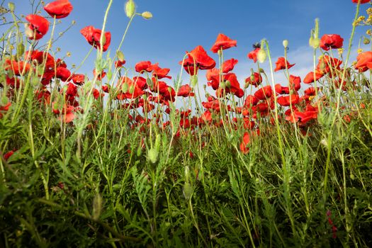 Poppy flowers against the blue sky. Flower meadow in springtime. Nature composition.