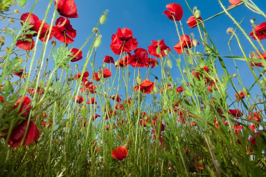 Poppy flowers against the blue sky. Flower meadow in springtime. Nature composition.