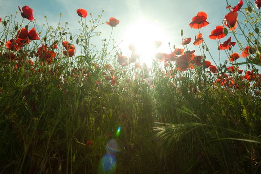 Poppy flowers against the blue sky. Flower meadow in springtime. Nature composition.