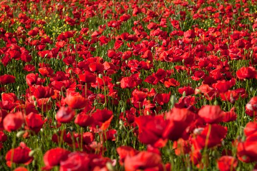 Red Poppy Flowers On The Spring Field