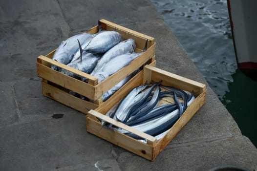 fresh fish ready for sale