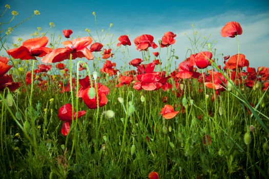 Poppy flowers against the blue sky. Flower meadow in springtime. Nature composition.