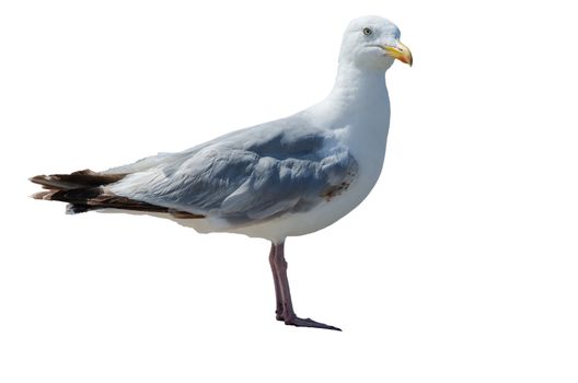 A large seagull exempted against white background.