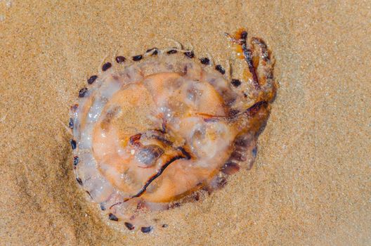 Dead jellyfish has remained occur after the flood on the sand beach.