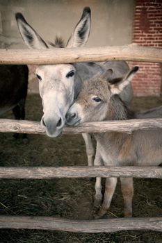 Picture of donkeys, mother and son in tenderness