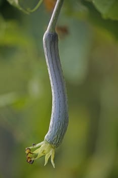Luffa aegyptiaca, aka Egyptian cucumber, aka Vietnamese luffa, is a species of Luffa grown for its fruit.