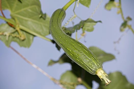 Luffa aegyptiaca, aka Egyptian cucumber, aka Vietnamese luffa, is a species of Luffa grown for its fruit.