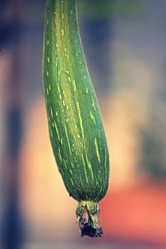 Luffa aegyptiaca, aka Egyptian cucumber, aka Vietnamese luffa, is a species of Luffa grown for its fruit.