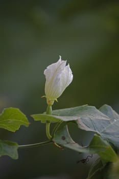 Coccinia grandis, the ivy gourd, also known as baby watermelon, little gourd, gentleman's toes, tindora or sometimes inaccurately identified as gherkin, is a tropical vine.