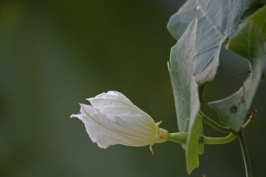 Coccinia grandis, the ivy gourd, also known as baby watermelon, little gourd, gentleman's toes, tindora or sometimes inaccurately identified as gherkin, is a tropical vine.