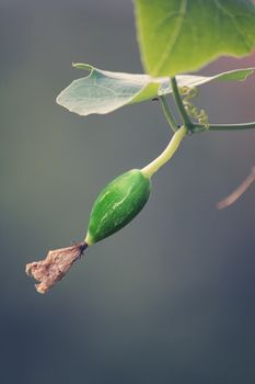 Coccinia grandis, the ivy gourd, also known as baby watermelon, little gourd, gentleman's toes, tindora or sometimes inaccurately identified as gherkin, is a tropical vine.