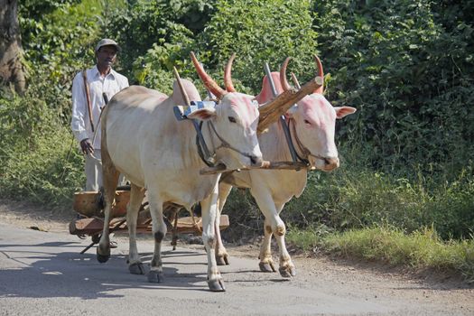 Farmar carrying a pair of bulls with plough