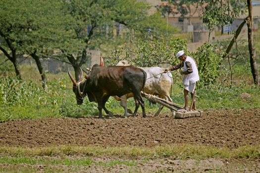 Farmer ploughing the field