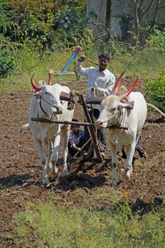 Farmer ploughing the field