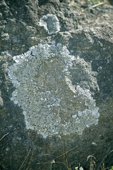 Xanthoparmelia, rock-shield lichen is a genus of foliose lichen in the Parmeliaceae family.[