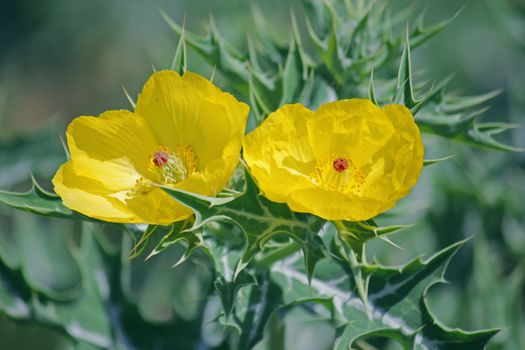 Argemone mexicana, Mexican poppy, Mexican prickly poppy, Flowering thistle is a species of poppy.