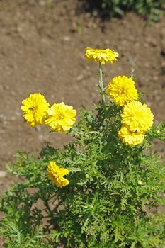 Calendula, Pot Marigold, English Marigold