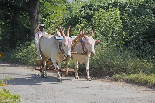 Farmar carrying a pair of bulls with plough