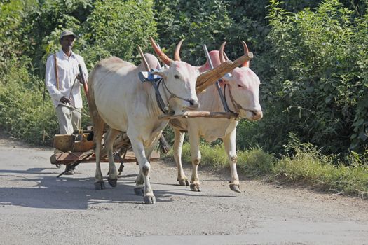 Farmar carrying a pair of bulls with plough