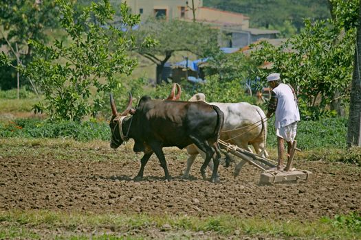 Farmer ploughing the field