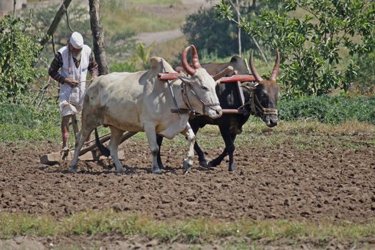 Farmer ploughing the field