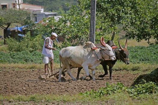 Farmer ploughing the field