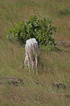 Bull grazing at the meadow