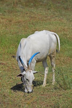 Bull grazing at the meadow