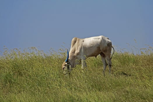 Bull grazing at the meadow