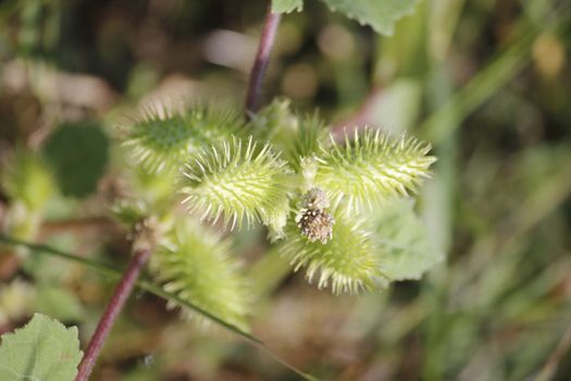 Fruits of Noogoora burr, Xanthium occidentale
