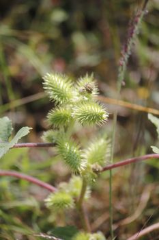 Fruits of Noogoora burr, Xanthium occidentale