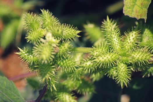 Fruits of Noogoora burr, Xanthium occidentale