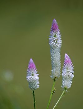 Celosia argentea var. spicata are erect, branching plants with oval or lance-shaped, strongly veined leaves and hundreds of tiny flowers packed in dense spikes