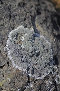 Xanthoparmelia, rock-shield lichen is a genus of foliose lichen in the Parmeliaceae family.[