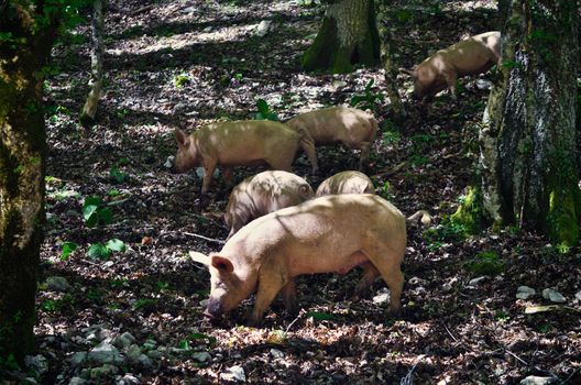 Pigs in a mountain forest, Italy