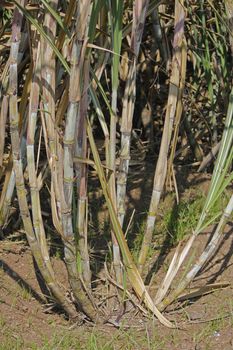 Field of Saccharum officinarum. Sugarcane  is any of several species of tall perennial true grasses of the genus Saccharum