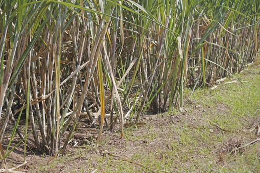 Field of Saccharum officinarum. Sugarcane  is any of several species of tall perennial true grasses of the genus Saccharum