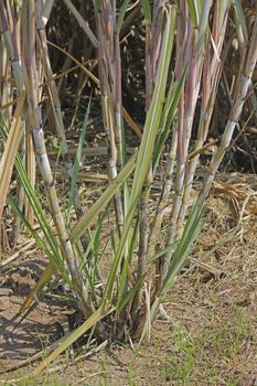 Field of Saccharum officinarum. Sugarcane  is any of several species of tall perennial true grasses of the genus Saccharum