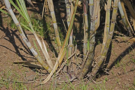 Field of Saccharum officinarum. Sugarcane  is any of several species of tall perennial true grasses of the genus Saccharum