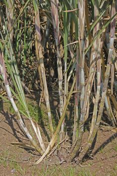 Field of Saccharum officinarum. Sugarcane  is any of several species of tall perennial true grasses of the genus Saccharum