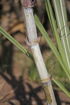 Field of Saccharum officinarum. Sugarcane  is any of several species of tall perennial true grasses of the genus Saccharum