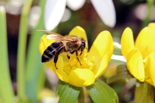 Photo shows details of a bee on the flower.