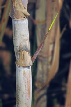 Field of Saccharum officinarum. Sugarcane  is any of several species of tall perennial true grasses of the genus Saccharum