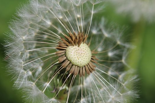 Photo shows details of a white dandelion.