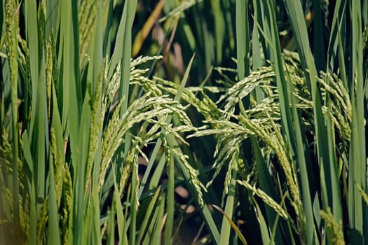 Rice is the seed of the monocot plants Oryza sativa (Asian rice) or Oryza glaberrima (African rice). As a cereal grain, it is the most widely consumed staple food for a large part of the world's human population, especially in Asia.