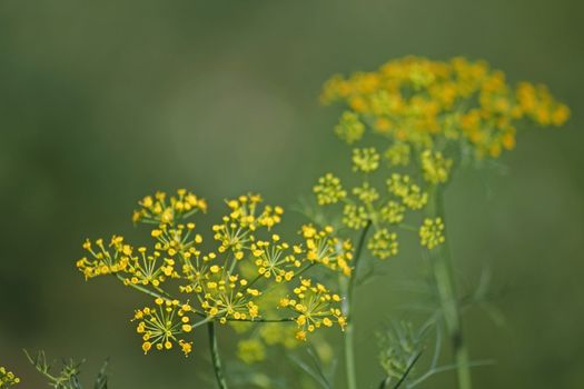 Fennel, Foeniculum vulgare is a flowering plant species in the celery family Apiaceae or Umbelliferae. It is a hardy, perennial herb with yellow flowers and feathery leaves. It is a highly aromatic and flavorful herb with culinary and medicinal uses. Fennel is used as a food plant.