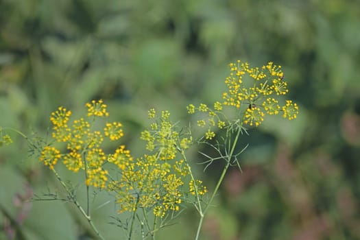 Fennel, Foeniculum vulgare is a flowering plant species in the celery family Apiaceae or Umbelliferae. It is a hardy, perennial herb with yellow flowers and feathery leaves. It is a highly aromatic and flavorful herb with culinary and medicinal uses. Fennel is used as a food plant.