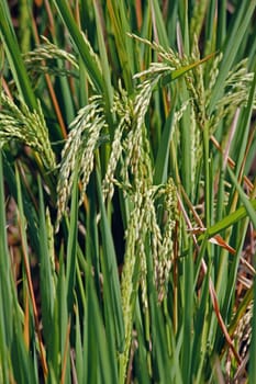 Rice is the seed of the monocot plants Oryza sativa (Asian rice) or Oryza glaberrima (African rice). As a cereal grain, it is the most widely consumed staple food for a large part of the world's human population, especially in Asia.