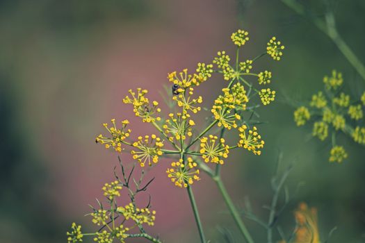 Fennel, Foeniculum vulgare is a flowering plant species in the celery family Apiaceae or Umbelliferae. It is a hardy, perennial herb with yellow flowers and feathery leaves. It is a highly aromatic and flavorful herb with culinary and medicinal uses. Fennel is used as a food plant.