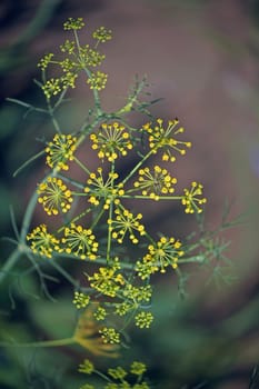 Fennel, Foeniculum vulgare is a flowering plant species in the celery family Apiaceae or Umbelliferae. It is a hardy, perennial herb with yellow flowers and feathery leaves. It is a highly aromatic and flavorful herb with culinary and medicinal uses. Fennel is used as a food plant.